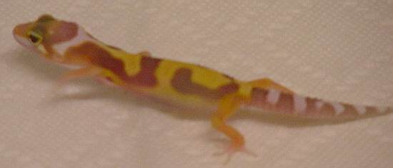 Another Rainwater jungle hatched!
