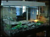 blue tongued skink set up