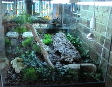 aust. water dragon setup