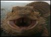 hes a cruel dragon, but fair