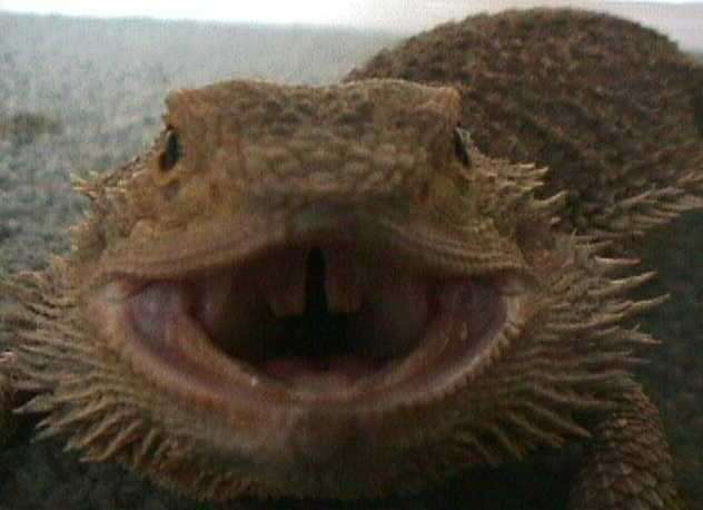 hes a cruel dragon, but fair