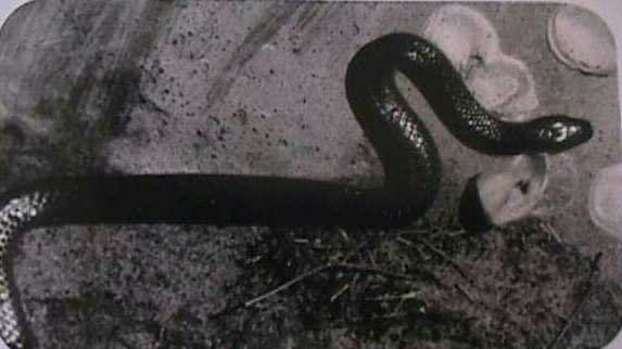 aussie snake in the wild -  ID?