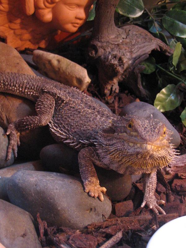 male vitty