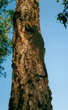 Pogona Barbatas up a tree...