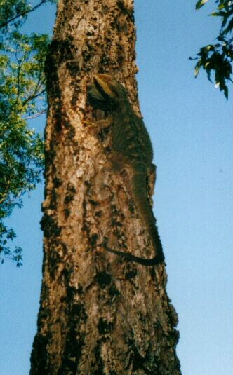 Pogona Barbatas up a tree...