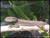 Pogona Henrylawsonii Nullarbor