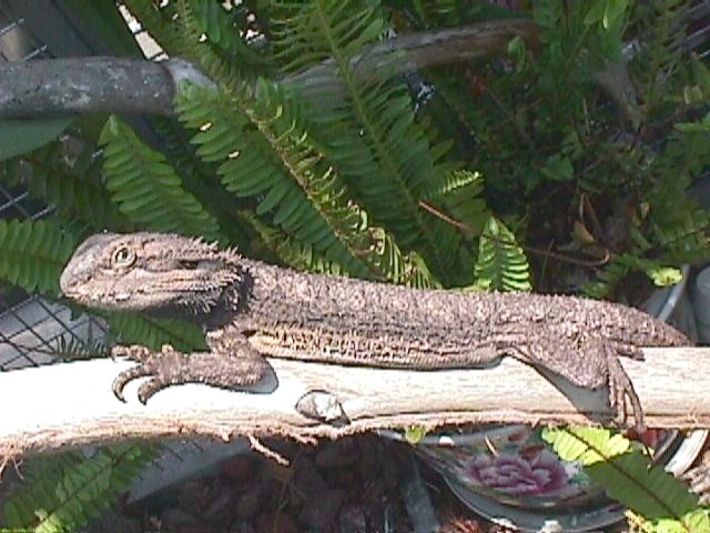 Pogona Henrylawsonii Nullarbor