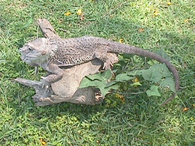 Moki -  my female Barbatas