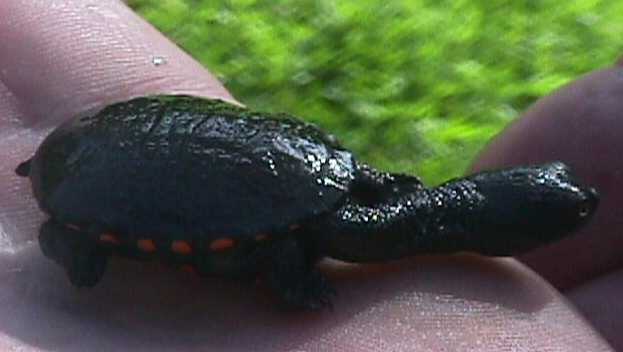 Eastern long neck turtle