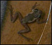 a naked red tree froglet