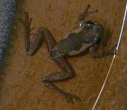 a naked red tree froglet