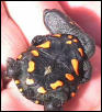 long necked turt hatchling