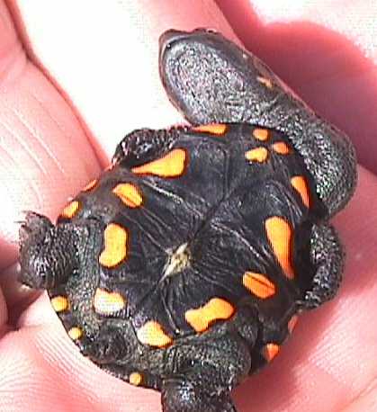 long necked turt hatchling