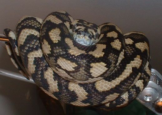 female