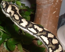 female