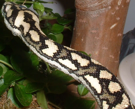 female