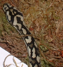 femalehead