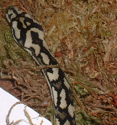 femalehead