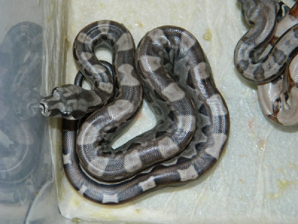 motley dh blood albino 2