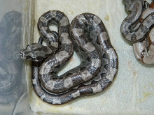 motley dh blood albino 2