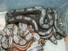 motley dh blood albino 1