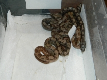 hypo motley dh blood albino 1