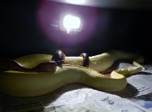 breeding pair-2012-2013