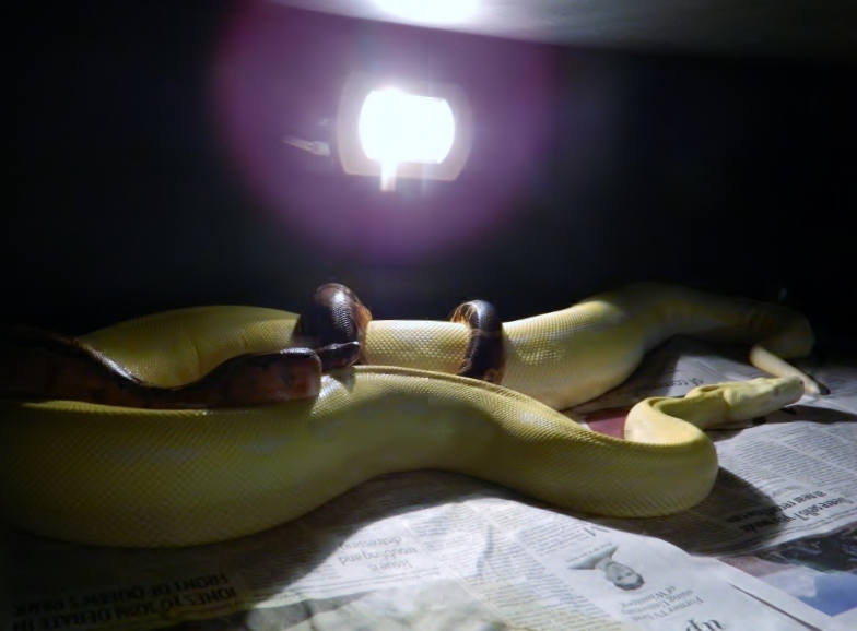 breeding pair-2012-2013
