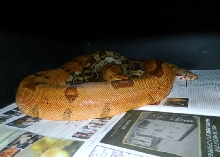 breeding 2012-2013