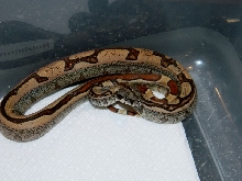 Img hypo jungle