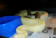 super hypo jungle x snow