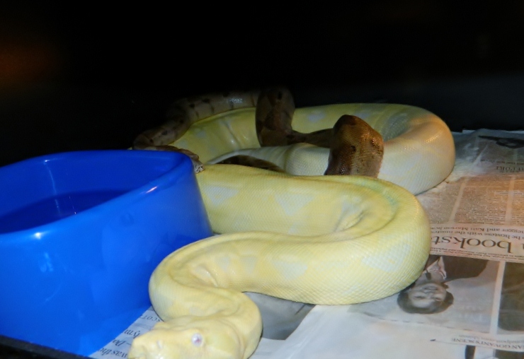 super hypo jungle x snow