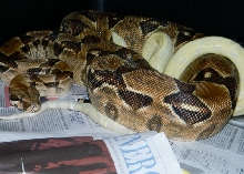 triple het moonglow x Snow