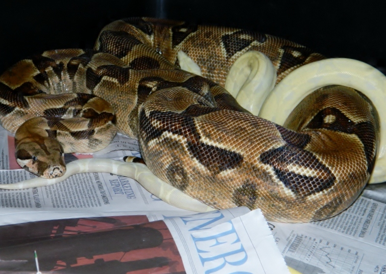 triple het moonglow x Snow