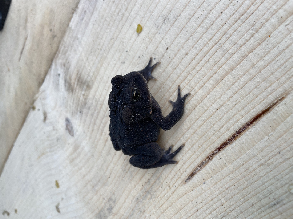 Anerythristic Toad