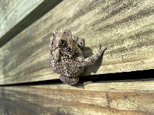 Eastern American Toad
