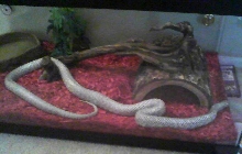 Florida Ghost Kingsnake