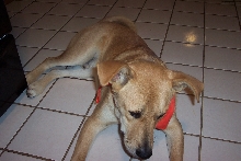 please ID breeds in my dog