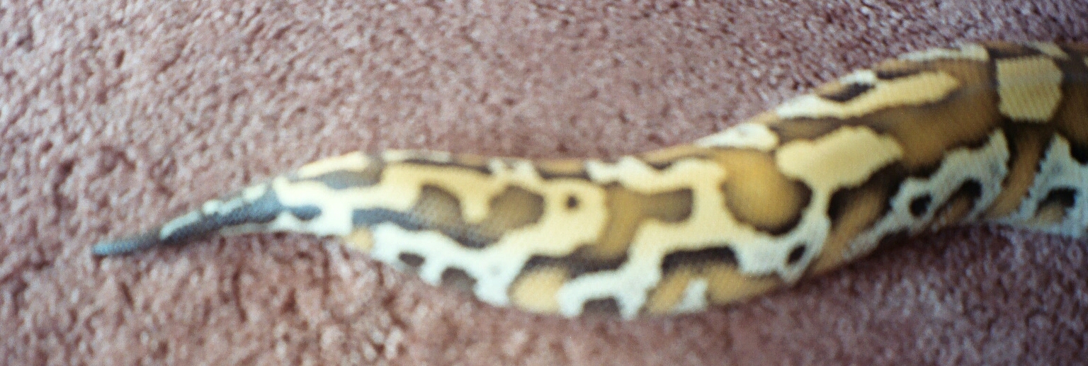 Tail Shot