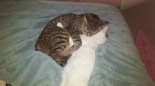 Snuggle Bugs