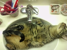 Sink sleeping!