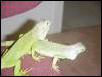 rescued baby iguanas