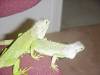 rescued baby iguanas