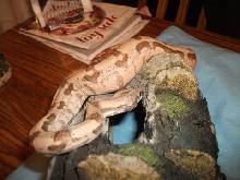 rosie