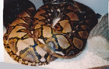 rowan 19ft 10in retic