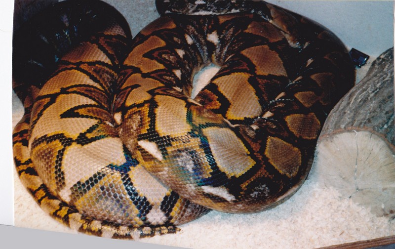 rowan 19ft 10in retic