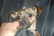 Dutchess