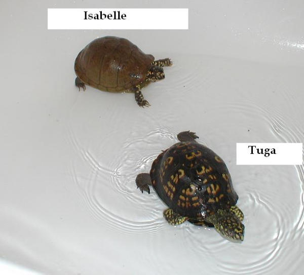 kingsnake.com photo gallery > Box Turtles > Isabella and Tuga