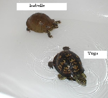 Isabella and Tuga