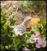 poqueno